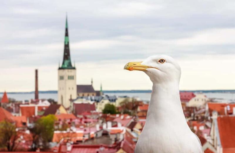 Tallinn: Guided Old Town Historical Walking Tour - Frequently Asked Questions