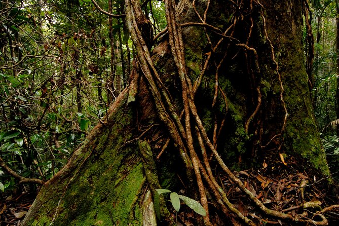 Taman Negara Day Trip From Kuala Lumpur With Lunch - Lunch Inclusions