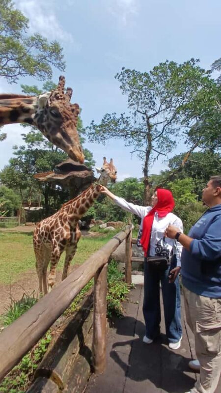 Taman Safari and Tea Plantation Tour at Puncak - Who Will Love This Tour?
