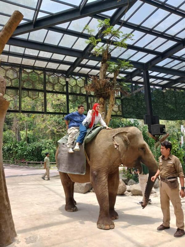 Taman Safari and Tea Plantation Tour at Puncak - Final Thoughts: Who Will Love This Tour?