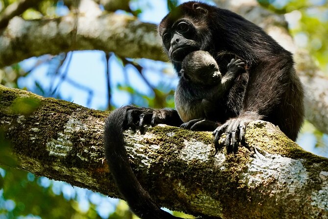 Tamarindo Birdwatching Crocodiles and Monkey Tour - Tour Highlights