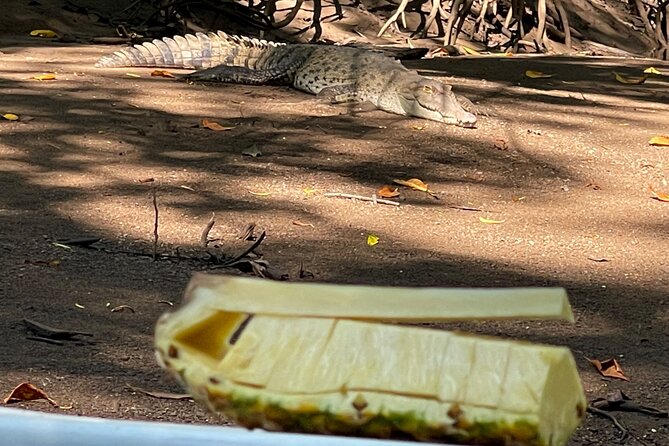 Tamarindo Birdwatching Crocodiles and Monkey Tour - Itinerary Overview