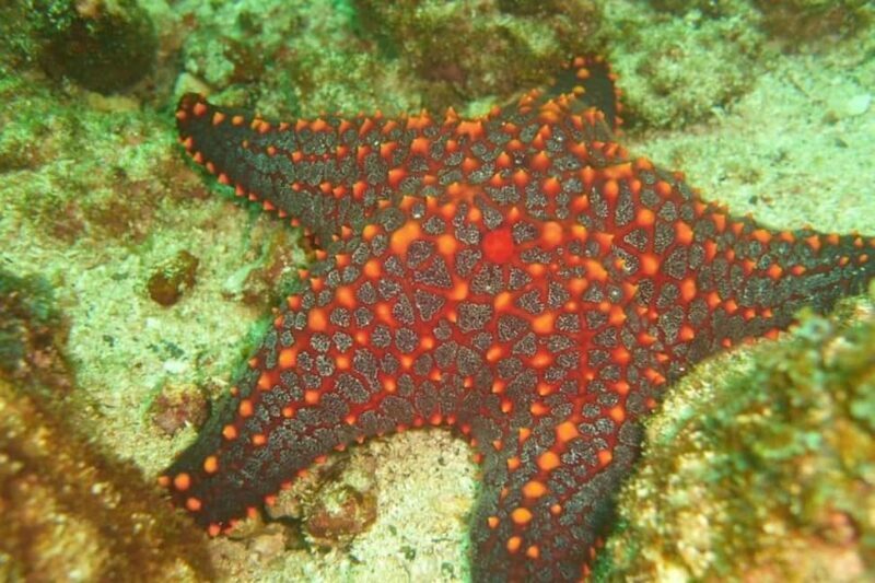 Tamarindo: Guided Snorkeling Tour with Marine Life Spotting - Snorkeling Sessions: What Will You See?