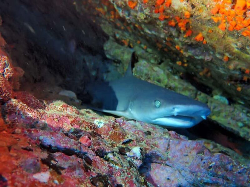 Tamarindo: Guided Snorkeling Tour with Marine Life Spotting - The Itinerary: Breaking Down the Day