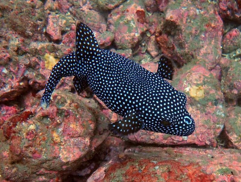 Tamarindo: Guided Snorkeling Tour with Marine Life Spotting - What We Found Out From Reviews