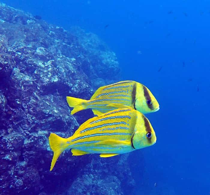 Tamarindo: Guided Snorkeling Tour with Marine Life Spotting - The Sum Up