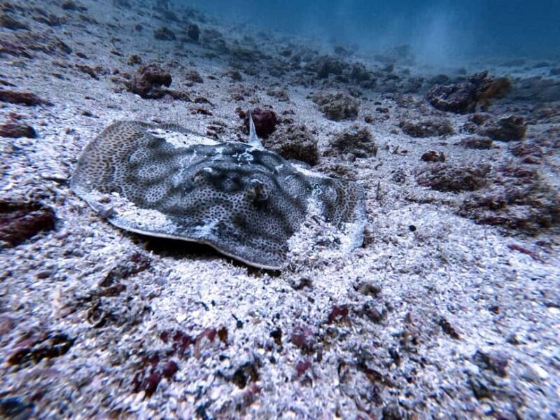 Tamarindo: Guided Snorkeling Tour with Marine Life Spotting - FAQ