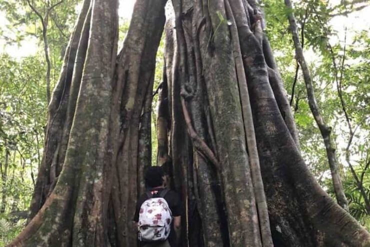 Tamblingan Lake Jungle Trekking & Lake Paddeling - Pricing and Duration
