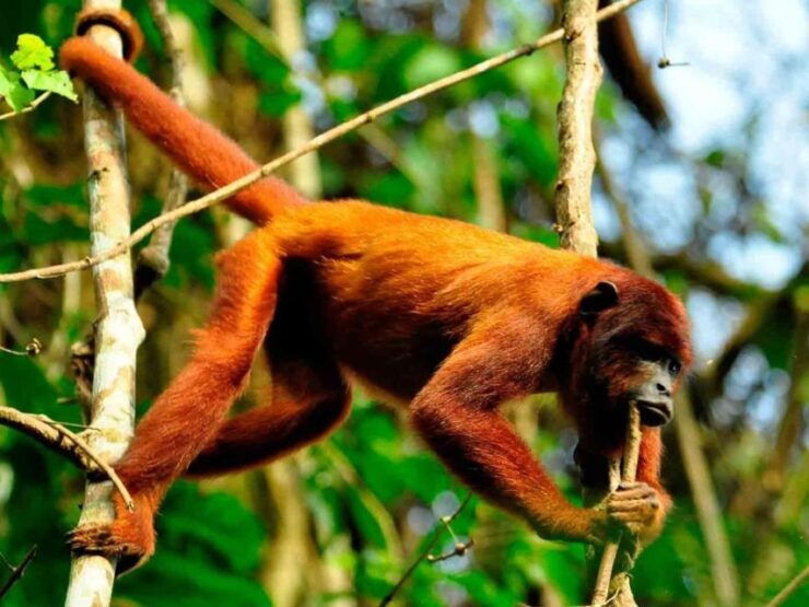 Tambopata: Extreme River Adventure in Tambopata 1-Day - Experience Highlights