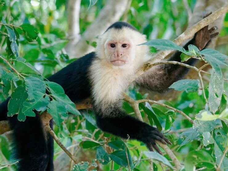 Tambopata: Extreme River Adventure in Tambopata 1-Day - Experience Description