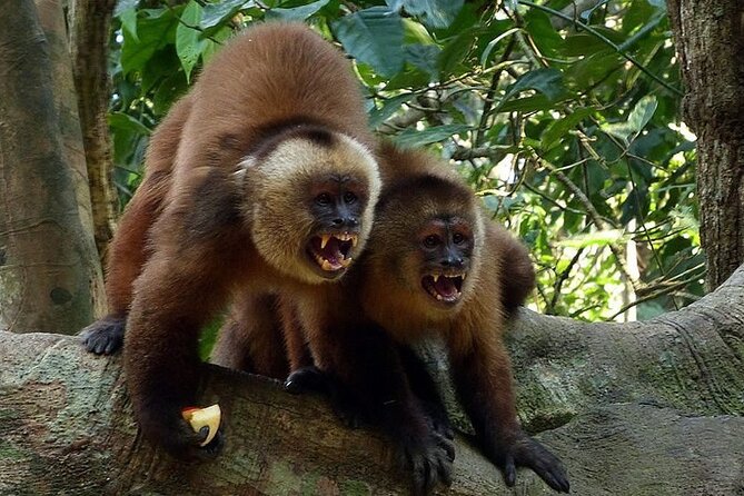 Tambopata Jungle Adventure Tour 4 Days - Itinerary Highlights