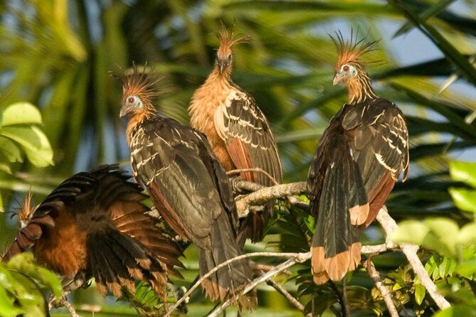 Tambopata Jungle Adventure Tour 4 Days - Booking and Travel Information