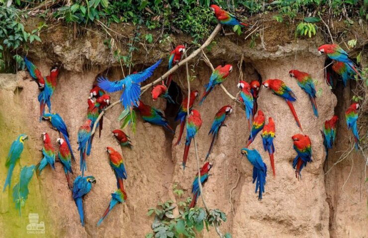 Tambopata Macaw Clay Lick 2 Days/1 Night - Booking Details