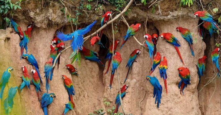 Tambopata Macaw Clay Lick 2 Days/1 Night - Itinerary
