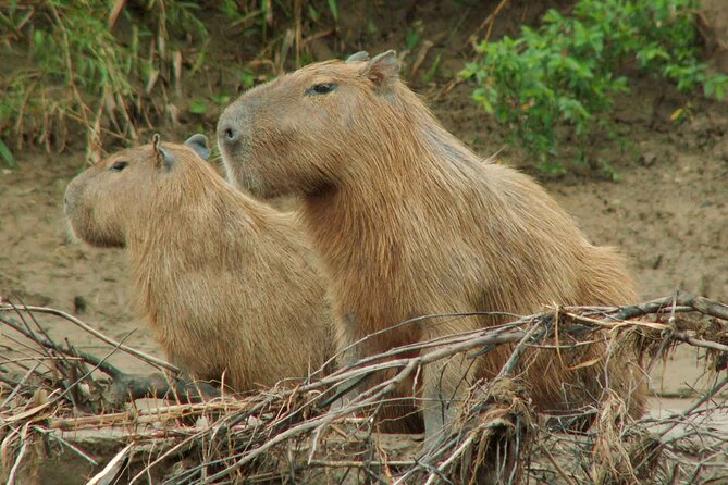 Tambopata National Reserve Tour 4 Days From Cusco - Activities and Experiences