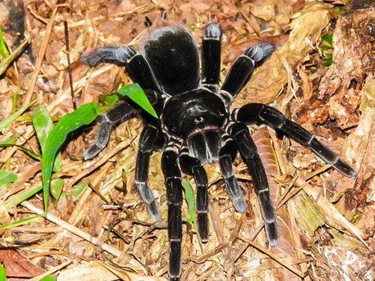 Tambopata National Reserve With Fauna Observation 4 Days - Booking Information for Fauna Observation Tour