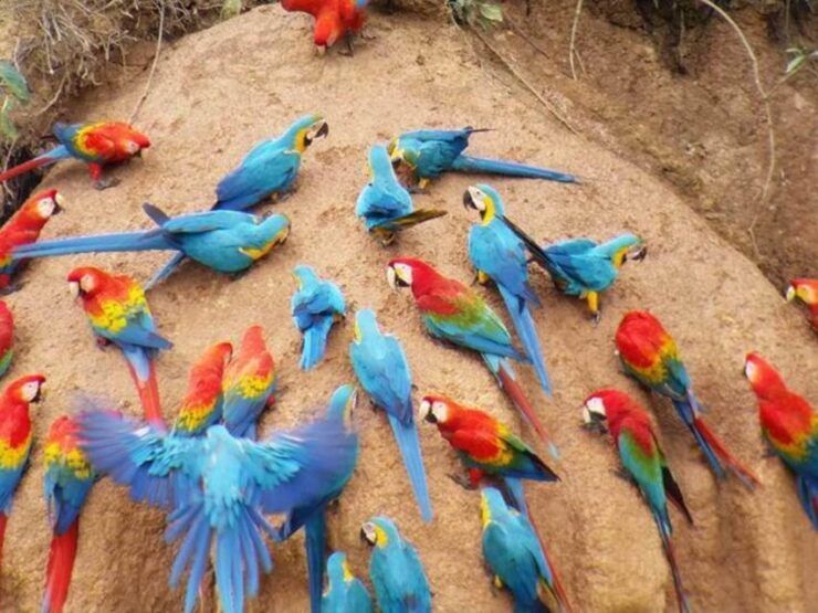 Tambopata National Reserve With Fauna Observation 4 Days - Itinerary Highlights for 4-Day Tour