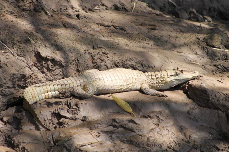 Tambopata Peruvian Amazon Jungle for Three Days/Two Nights - Activity Details
