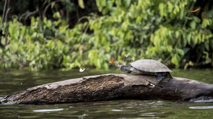 Tambopata Peruvian Amazon Jungle for Three Days/Two Nights - Itinerary Highlights