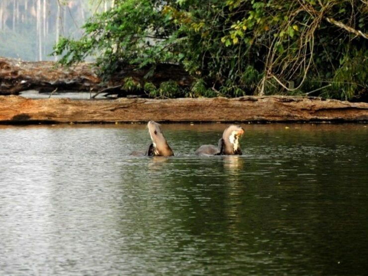 Tambopata Rainforest 4D Sandoval Lake, Campfire, Hiking - Tour Details and Booking Information