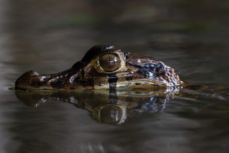 Tambopata: Search for Caimans in the Amazon Night Tour - Good To Know