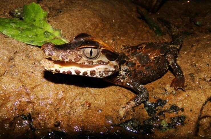 Tambopata: Search for Caimans in the Amazon Night Tour - Activity Details