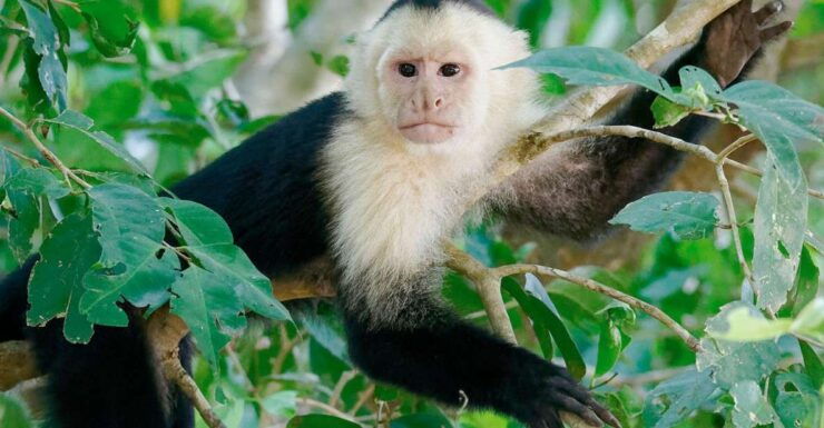 Tambopata: Tour of Monkey Island and Lake Sandoval 3-Days - Experience Highlights