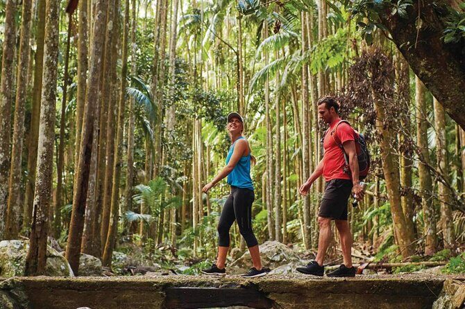 Tamborine Mountain - Hop On Hop Off - From Brisbane - Good To Know