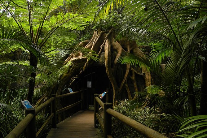 Tamborine Mountain Shuttle From Helensvale Station, Gold Coast - Reviews and Ratings