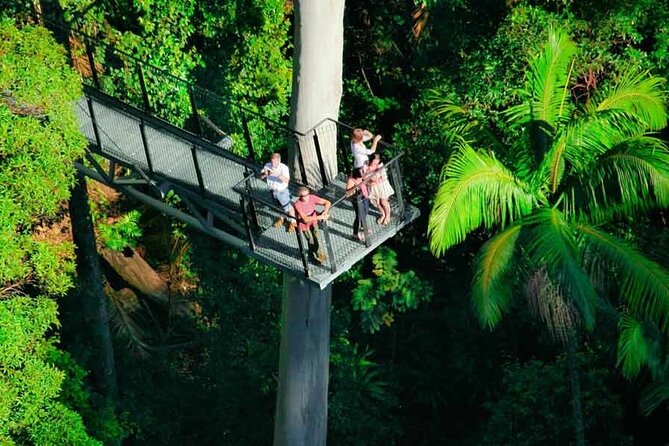 Tamborine Rainforest Skywalk Hop on Hop off Shuttle - Rainforest Skywalk Highlights