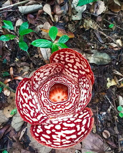 Tambunan: Rafflesia Flower Trekking with Rustic Lunch - FAQ