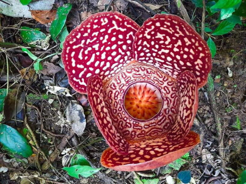 Tambunan: Rafflesia Flower Trekking with Rustic Lunch - Tambunan: Rafflesia Flower Trekking with Rustic Lunch — A Genuine Sabah Experience
