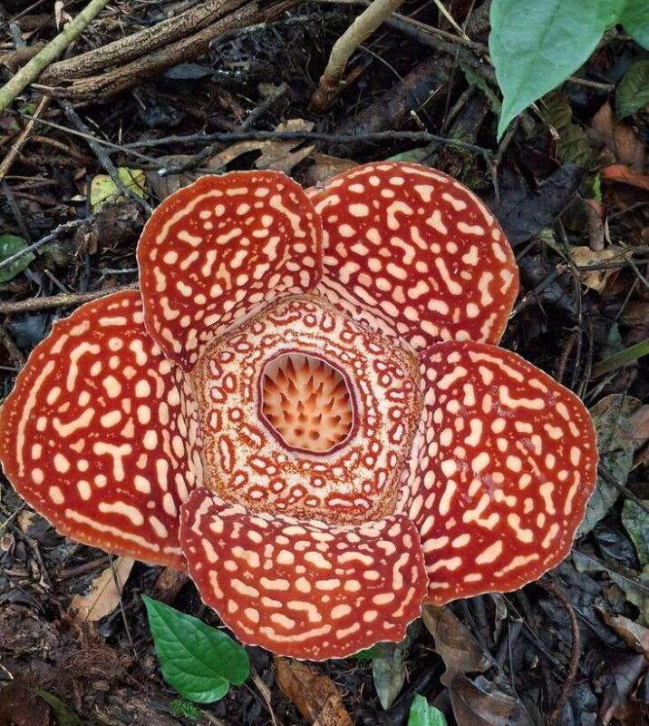 Tambunan: Rafflesia Flower Trekking with Rustic Lunch - Good To Know