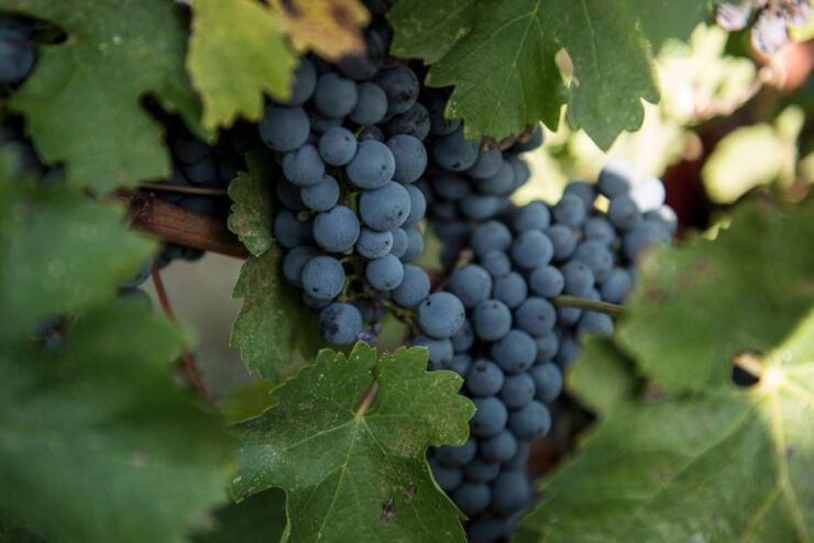 Tamburini Wine Tour and Tasting - Accessibility and Highlights