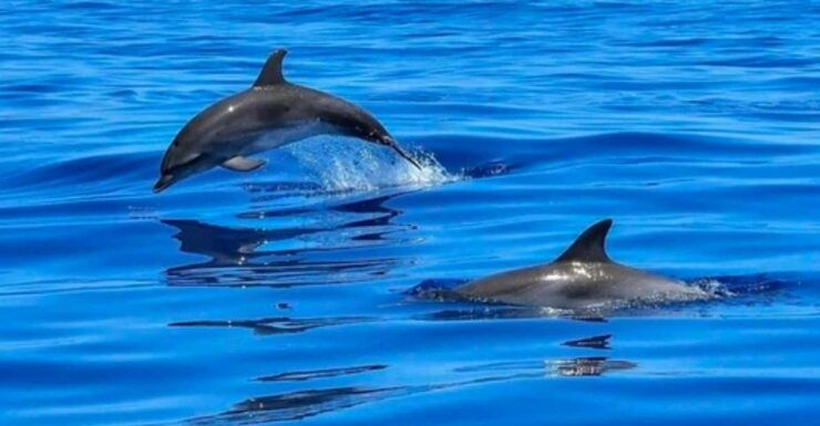 Tampa Bay: Dolphin Shelling Snorkeling Cruise - Good To Know