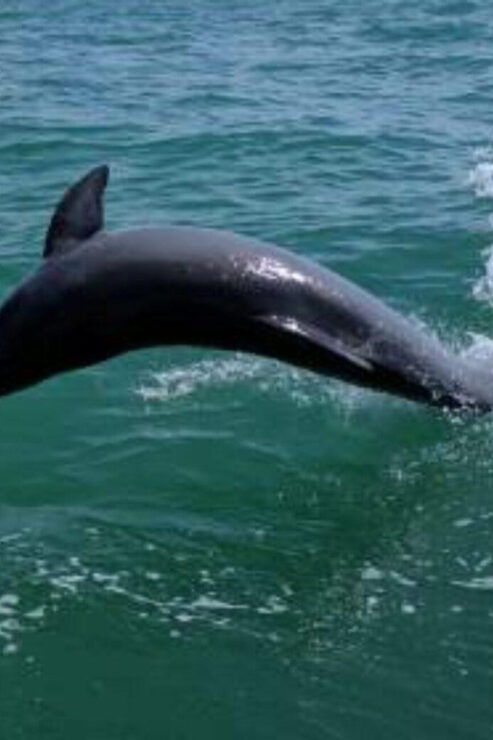 Tampa Bay: Dolphin Shelling Snorkeling Cruise - Booking Information