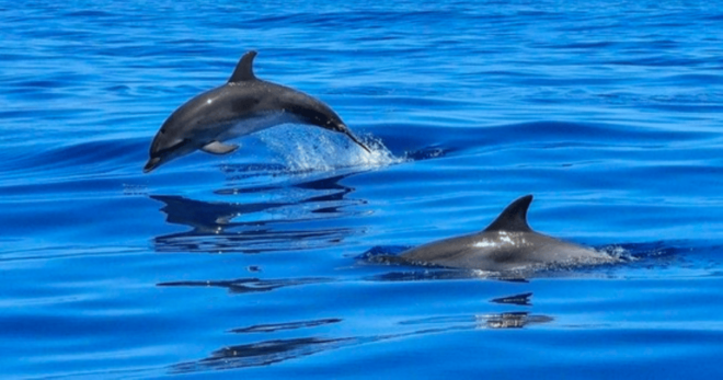 Tampa Bay: Dolphin Shelling Snorkeling Cruise - Experience Details