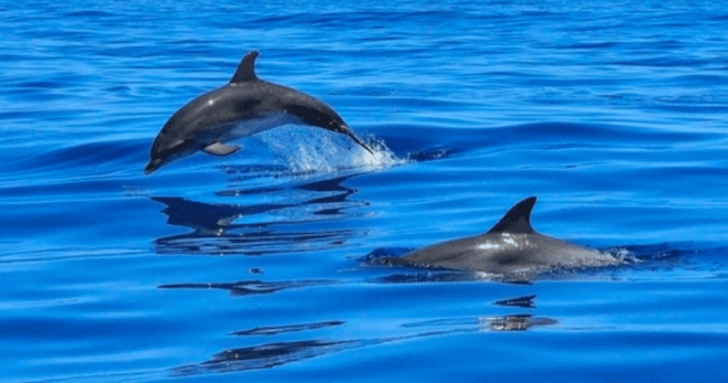 Tampa Bay: Dolphin Shelling Snorkeling Cruise - Inclusions and Exclusions