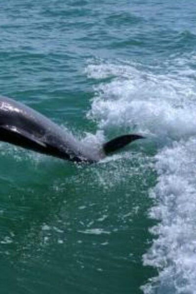 Tampa Bay: Dolphin Shelling Snorkeling Cruise - Snorkeling Experience