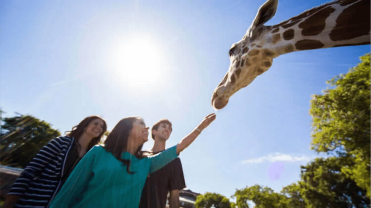 Tampa Bay: Serengeti Safari Tour - Good To Know