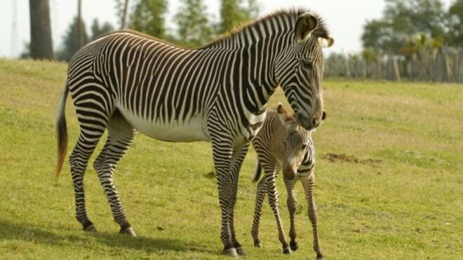 Tampa Bay: Serengeti Safari Tour - Location and Availability