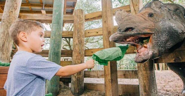 Tampa: ZooTampa at Lowry Park Entry Ticket - Experience Highlights