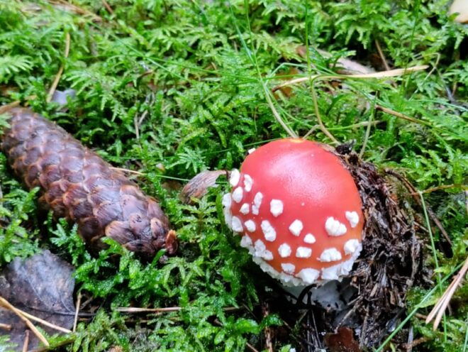 Tampere; Pyynikki Nature Tour With a Tasty Treat. - Detailed Itinerary
