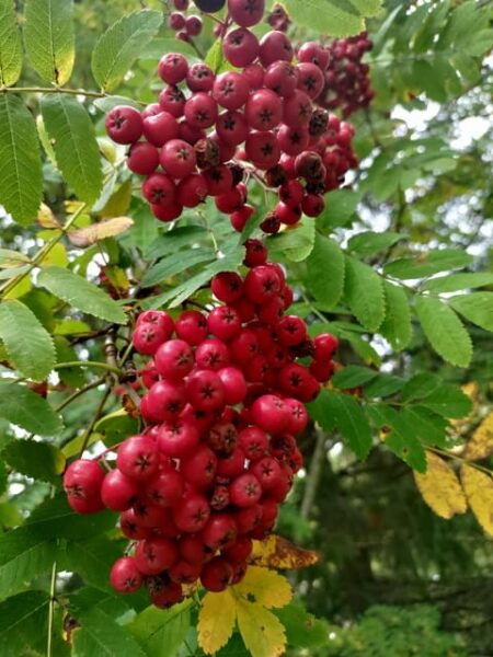 Tampere; Pyynikki Nature Tour With a Tasty Treat. - Frequently Asked Questions