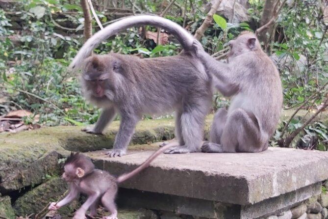 Tanah Lot And Ubud - Full Day Private Tour - Itinerary and Schedule