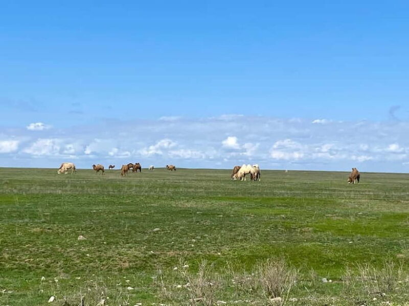 Tanbaly Gorge: Ancient Petroglyphs UNESCO Site Day Tour - Why Choose This Tour?