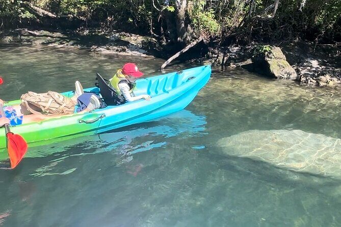 Tandem Kayak Rental for Kings Bay Three Sisters Springs - A Closer Look at the Experience