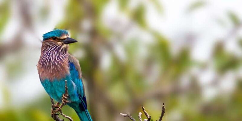 Tangalle/Hiriketiya/Mirissa/Galle: Ella Transfer & Yala Tour - The Itinerary: Smooth, Scenic, and Wildlife-Filled