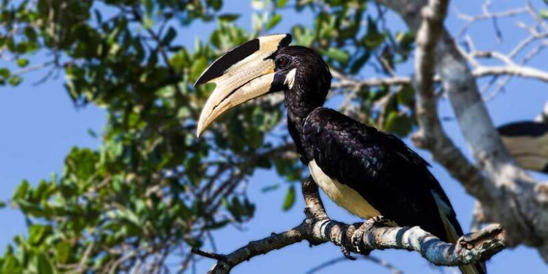 Tangalle/Hiriketiya/Mirissa/Galle: Ella Transfer & Yala Tour - Who Should Consider This Tour?