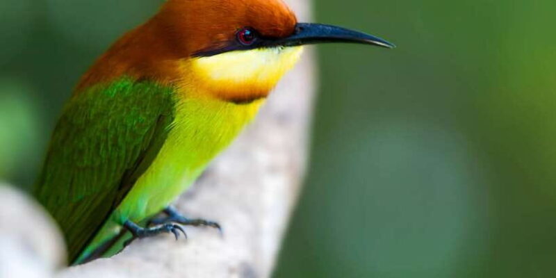 Tangalle/Hiriketiya/Mirissa/Galle: Ella Transfer & Yala Tour - FAQ